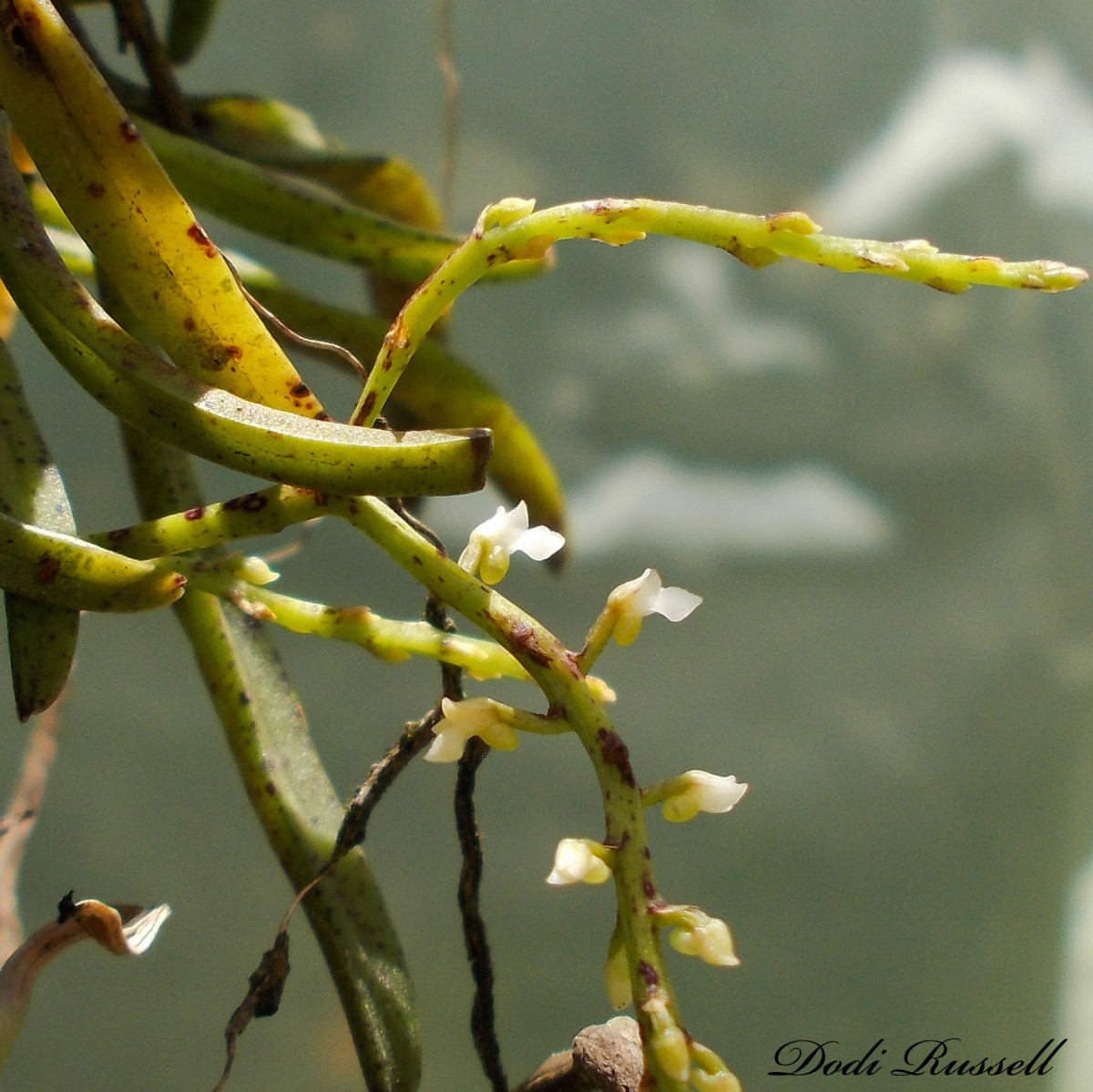 Schoenorchis nivea (Lindl.) Schltr.